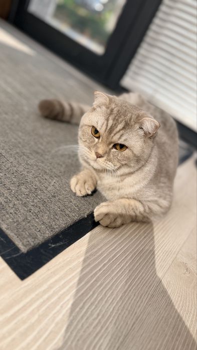 Scottish fold 8