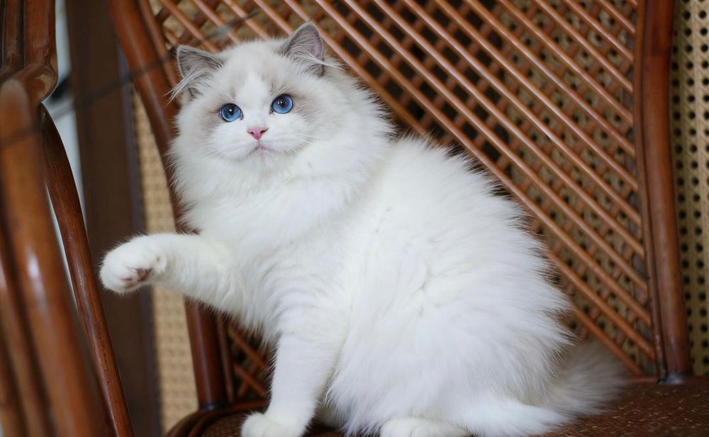 Regdoll  n01 pitomnic