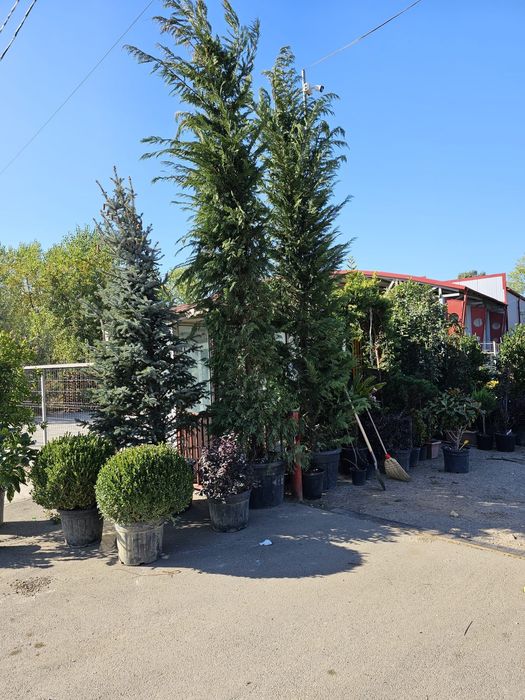 Leleandy tuia smarald magnolia sulangiana mesteacăn tei platan