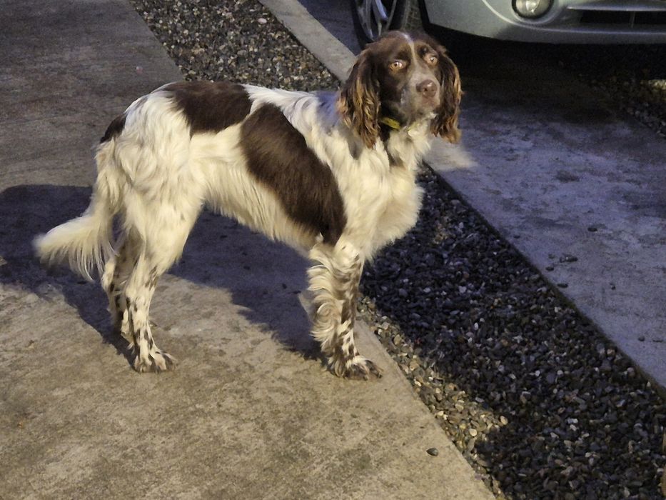 Setter englez prenotari