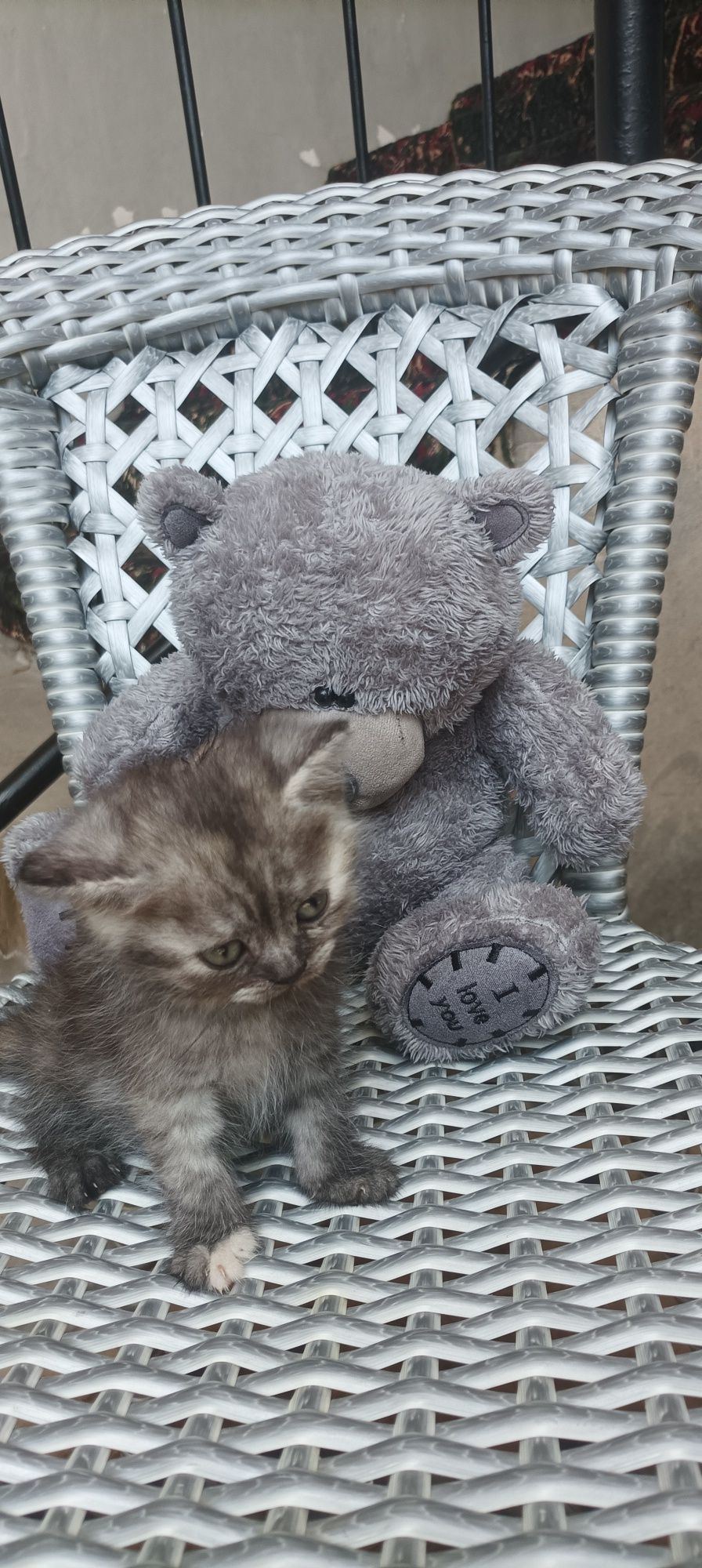 Продается  Кошка