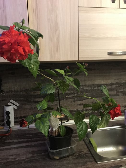 Цвете китайска роза