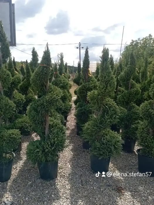 Vând plante ornamentale la preț de producător