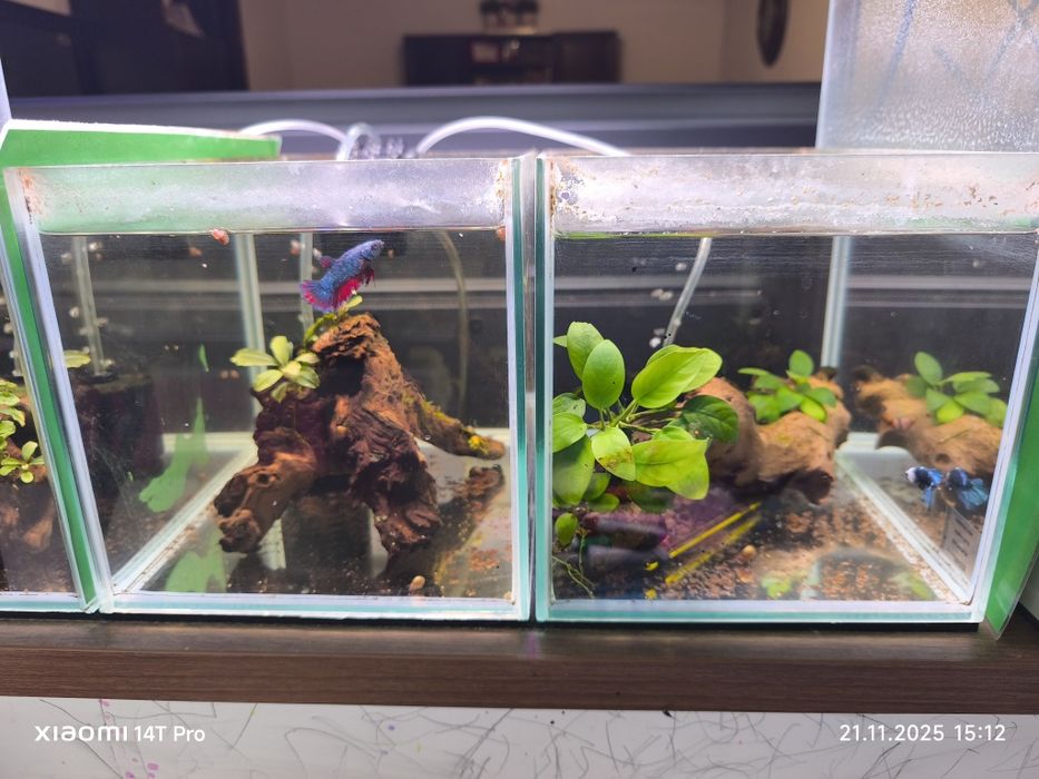 Vând acvarii 12l cu peste betta