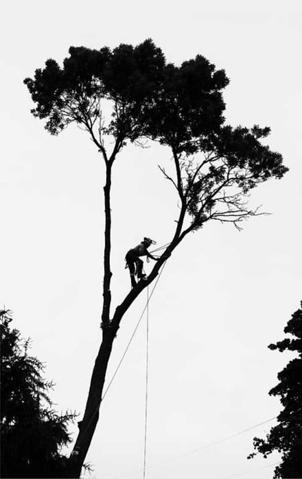 Toaletare, defrisare arbori, lucrari la inaltime in București si țară.