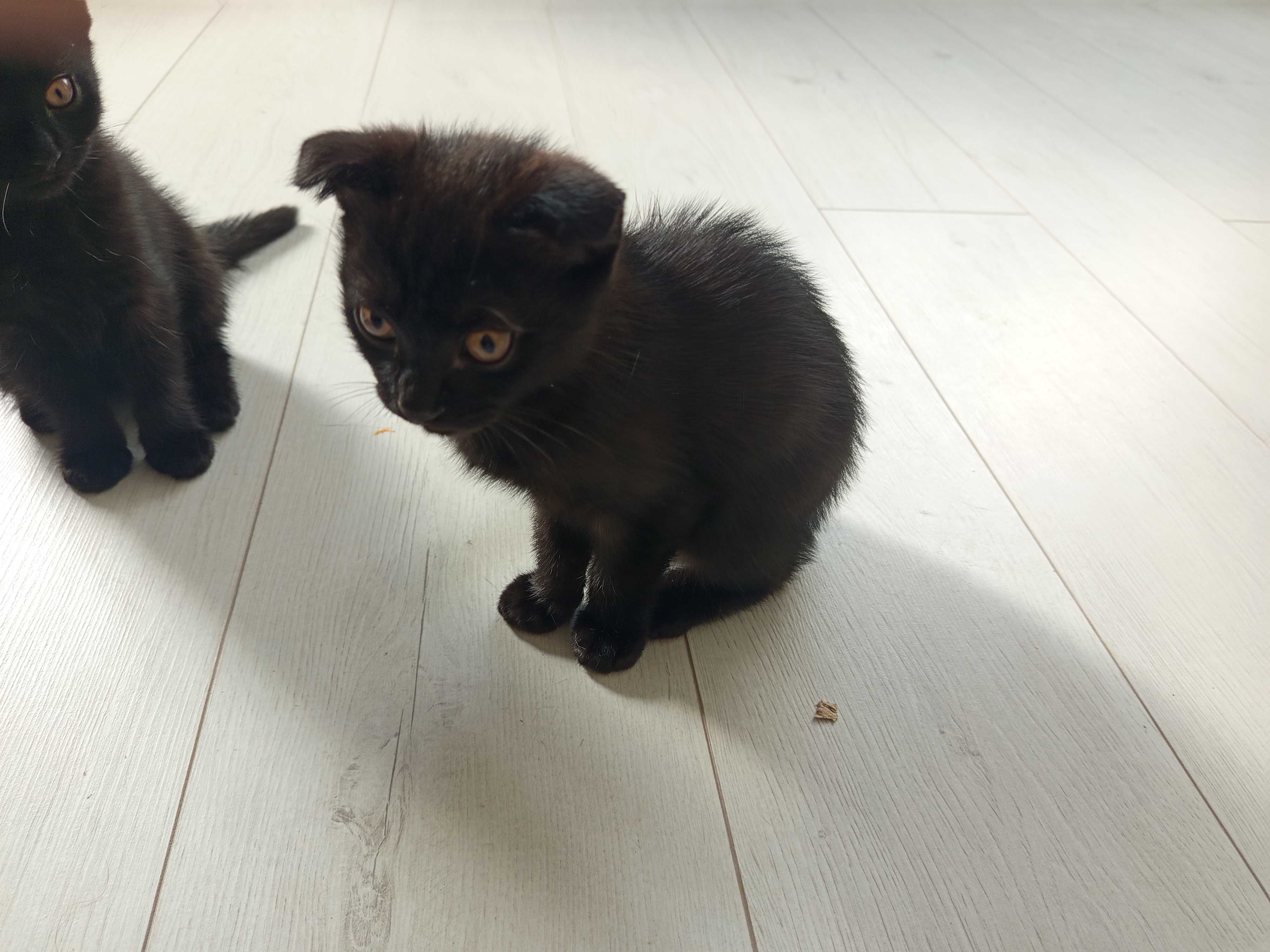 Отдам котят добрым людям, девочки 2 месяца.