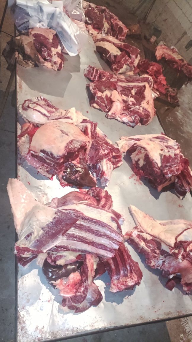 Бүгінге дайын 2 жілік Жылқы еті Соғым мясо согым