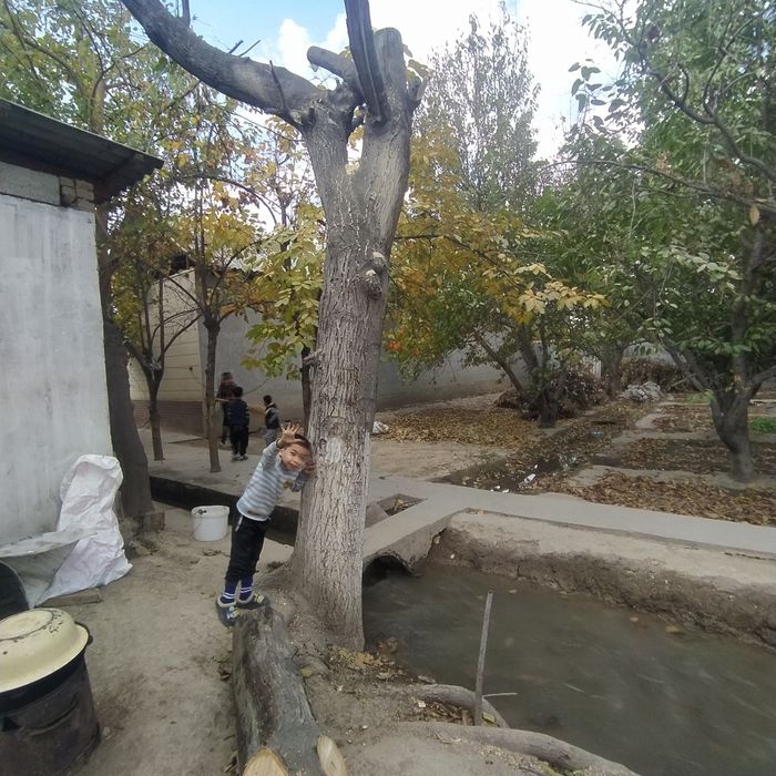 Yongʻoq daraxti kesilgan