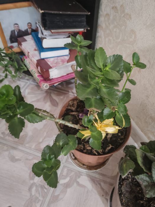 Продам домашние цветы