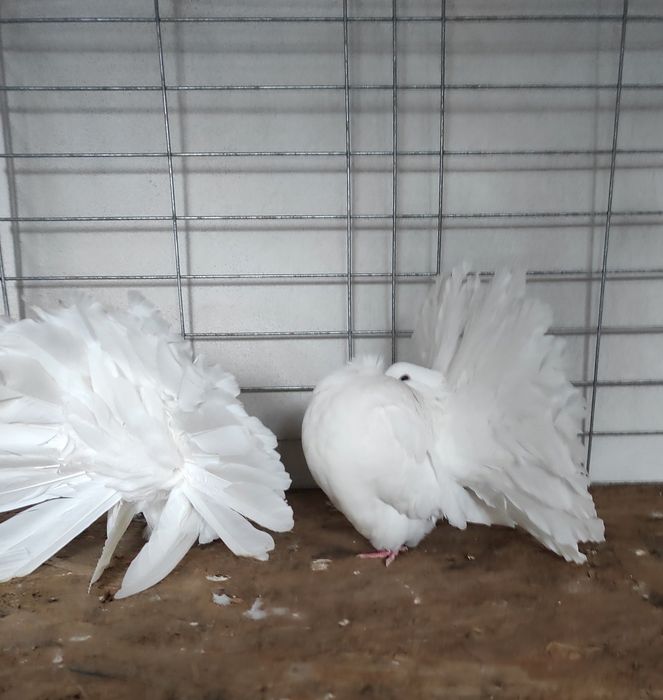 Porumbei voltati albi - linie noua