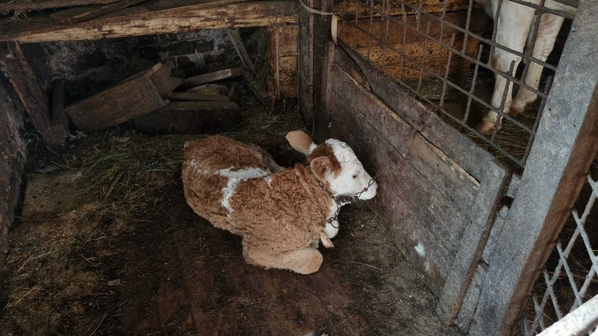 Vaca cu vitea de doua saptamini