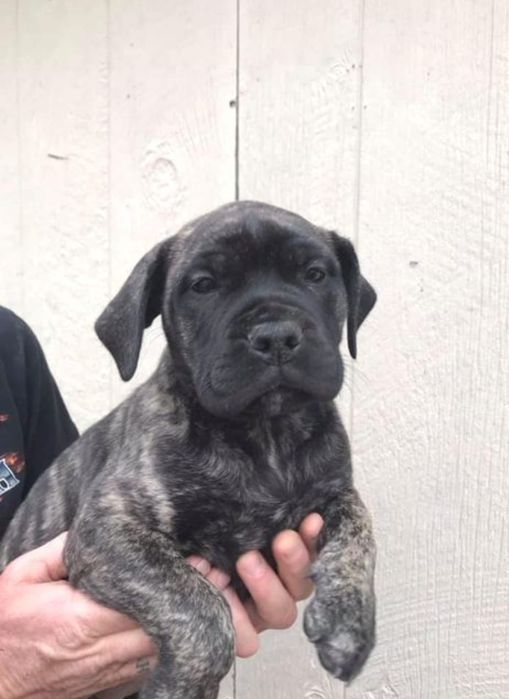 Presa Canario Băiat