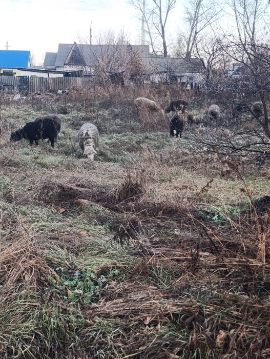 Продам овец торг