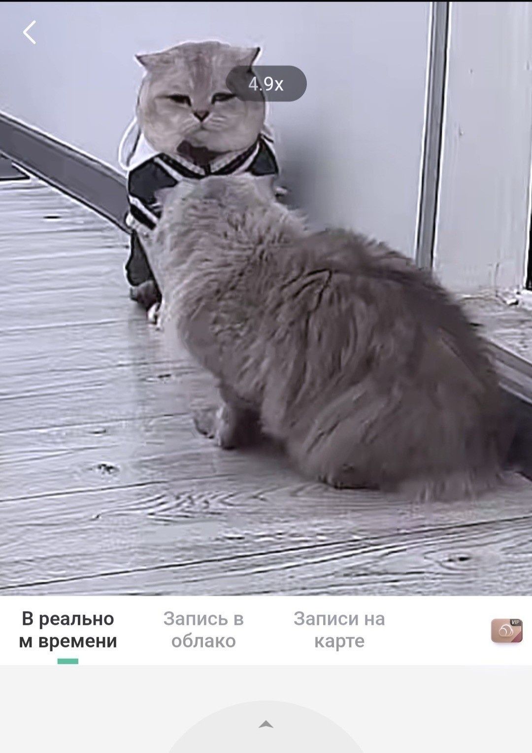 Вязка, прямоухих вислоухих кошек.