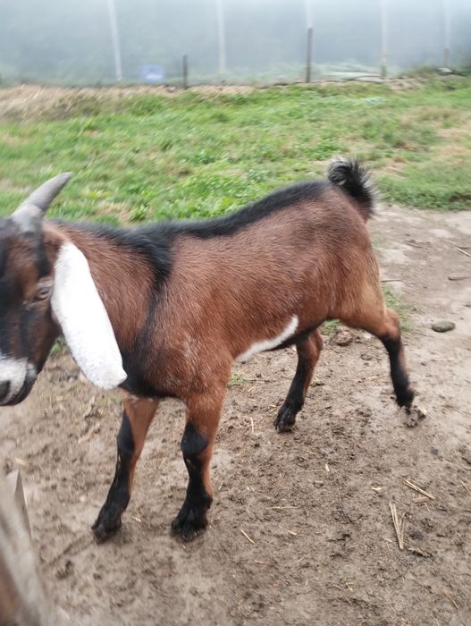 Capră cu țap de vînzare angonubilian