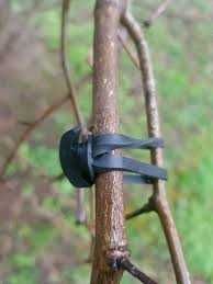 Elastice guma tip ancora pentru mure, zmeura, vie