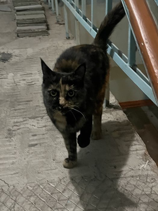 Кошка в добрые руки