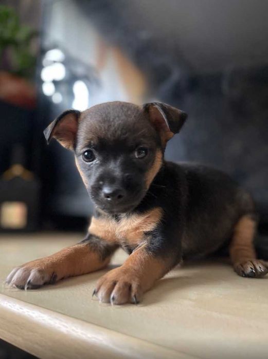 Продам собак карликовый пинчер