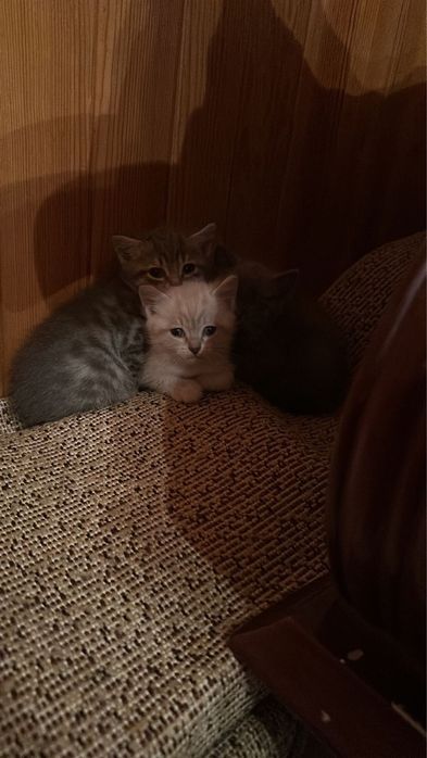 Отдам в котят в добрые руки