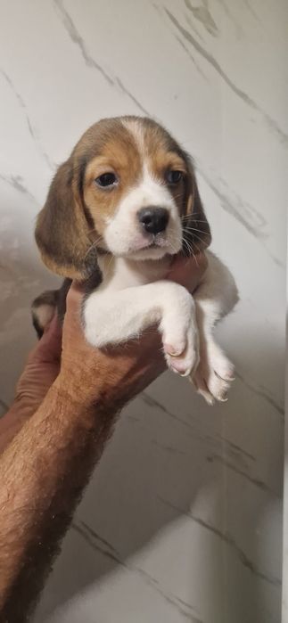 Catel beagle tricolor