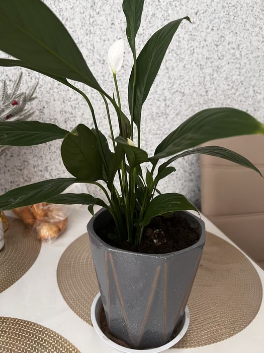 Продам комнатный цветок, вместе с горшком