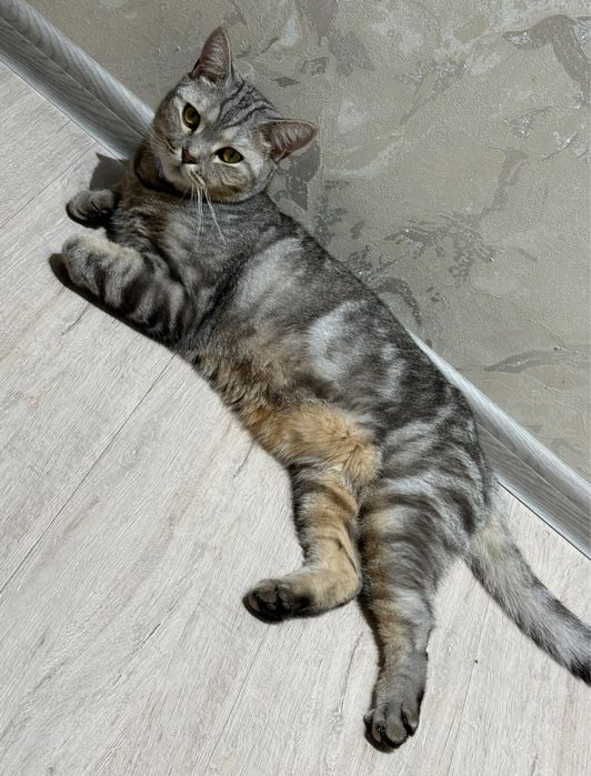 Коты породистой тигр три года Оскар два года