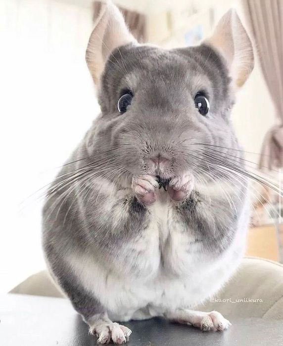 Pui de chinchilla chinchila sinsila cincila