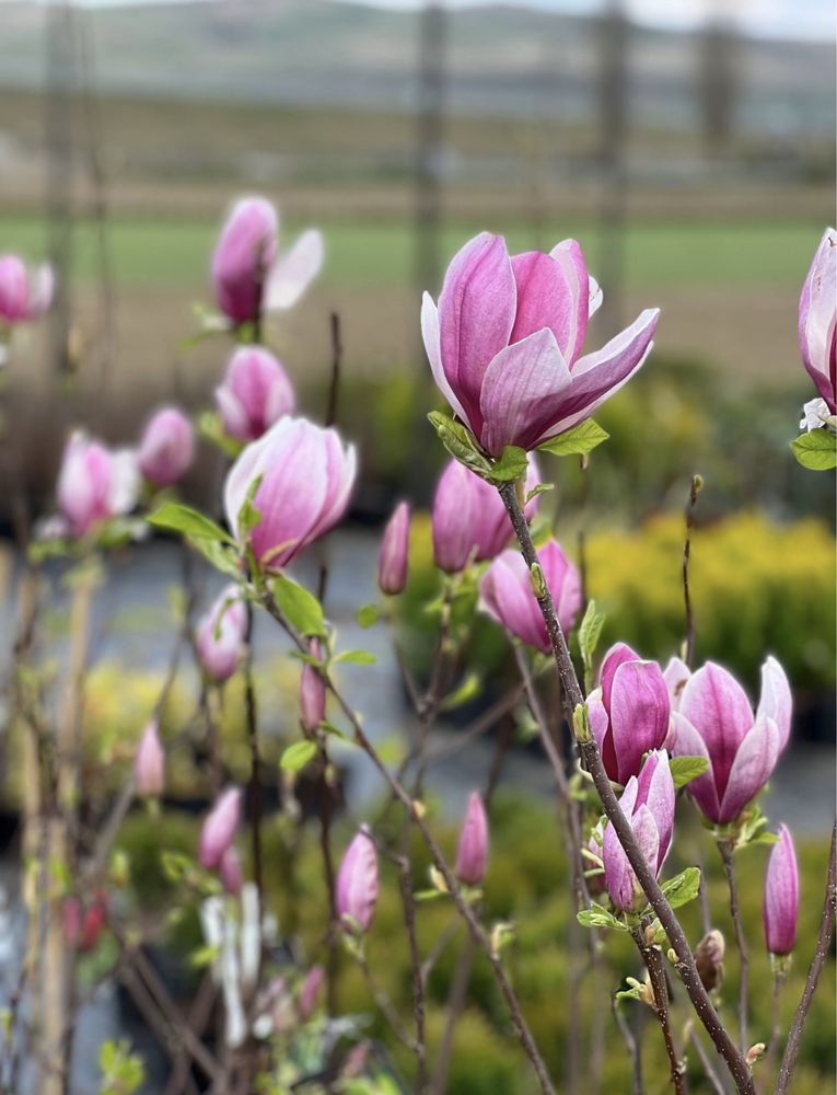 Magnolia : Simpla , Grandiflora . Pret minim garantat .