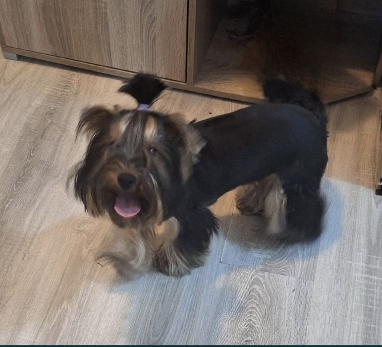 Йоркширски териер-стандартен размер