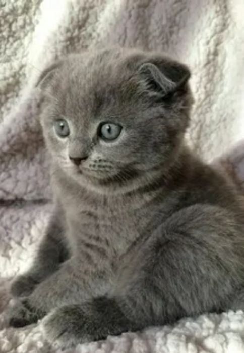 Шотланский мальчик