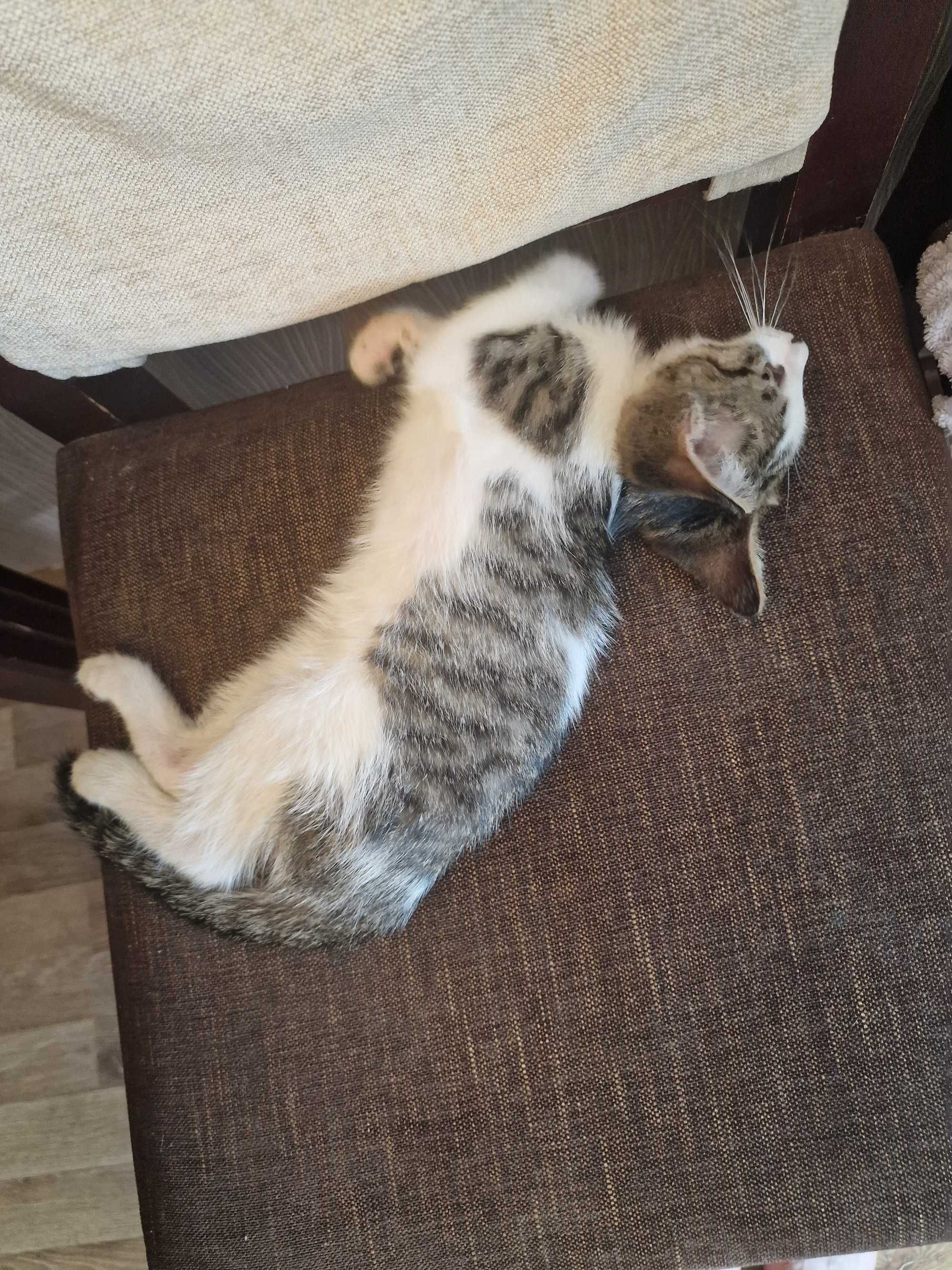 Котёнок. Мальчик. Малыш.