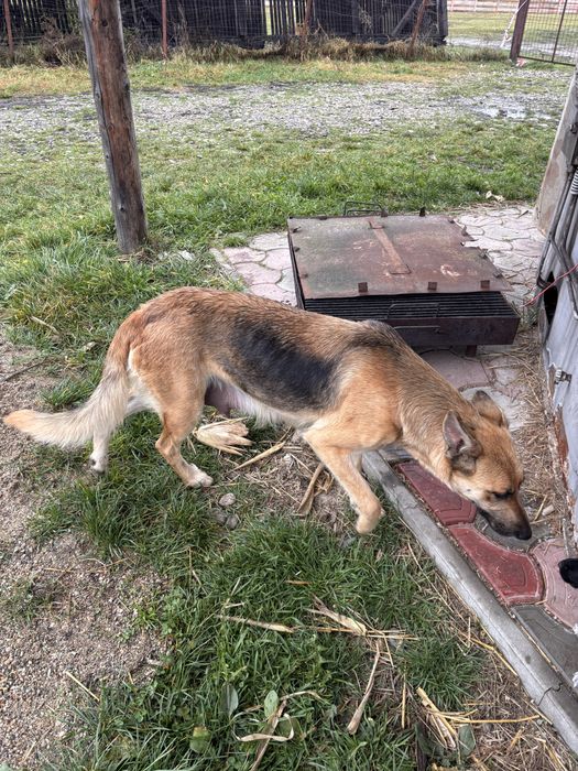 Donez căței!Ofer spre adoptie catei frumosi si jucăuși .