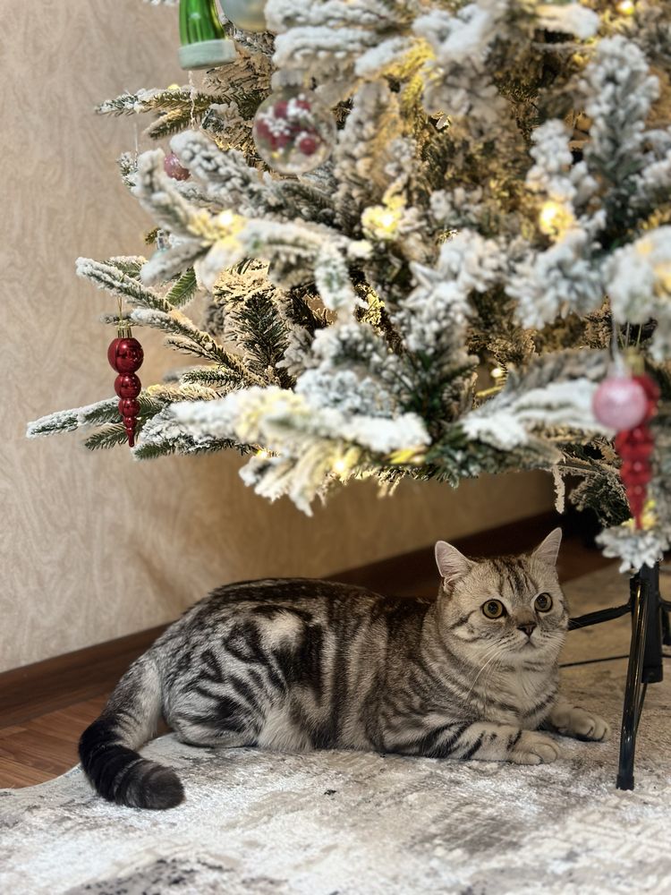 шотландский прямоухий кот