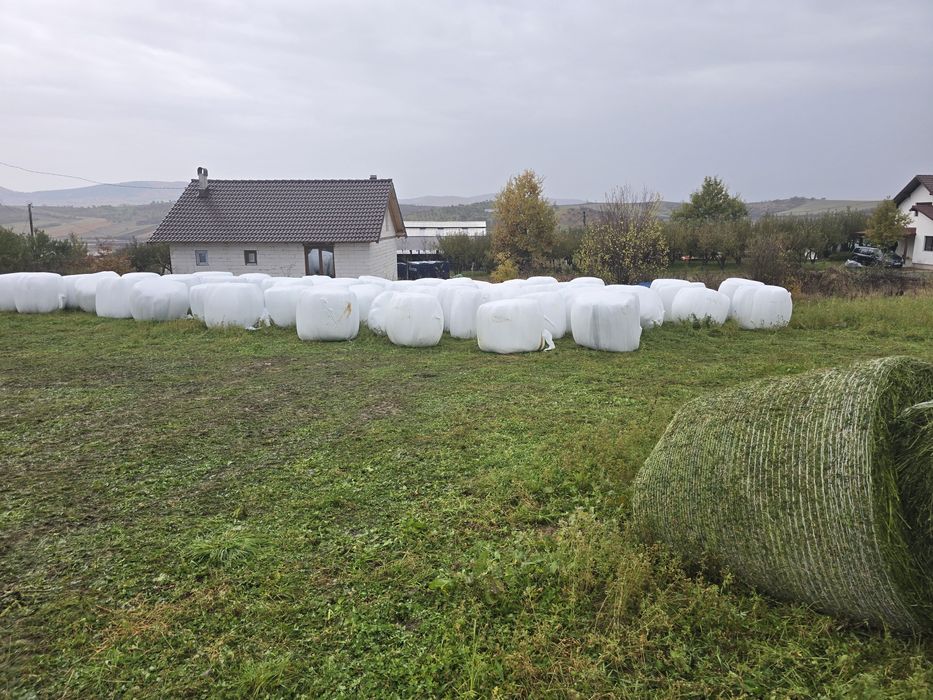 Baloti lucernă infoliati