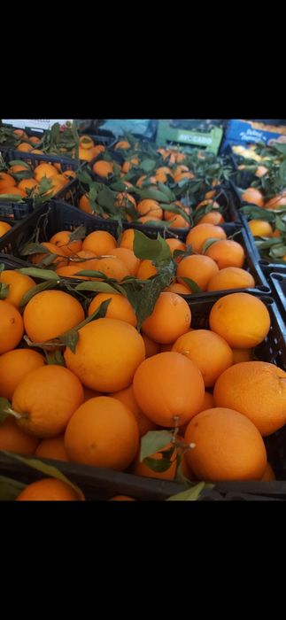 Mandarine  grecia