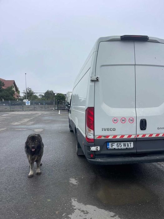 Iveco Daily Van Daily