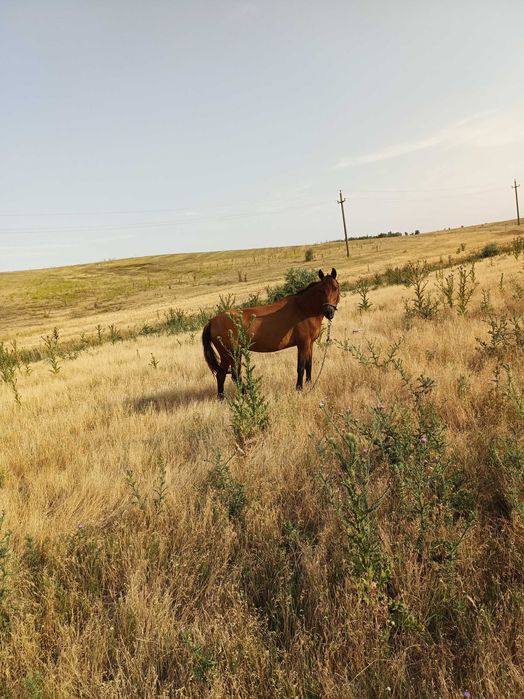 Vand iapă cuminte și foarte ascultătoare