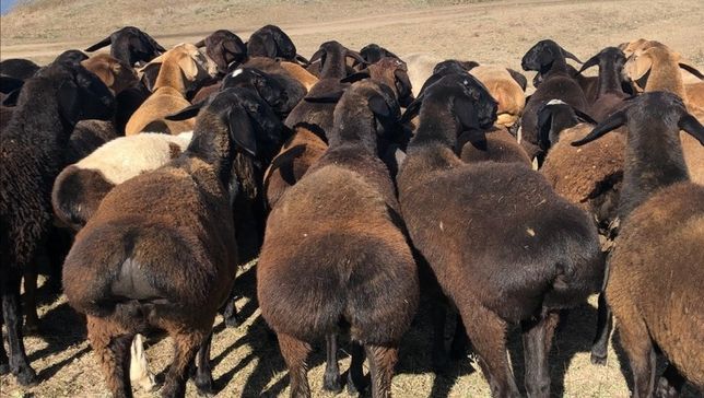 Бараны овцы ягнят гиссаровские едельбай