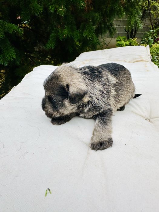 Продавам кученца мини шнауцер (цверг шнауцер)