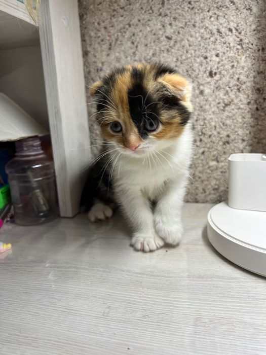 В продаже котята, шотландские вислоухие Скотти Фолл