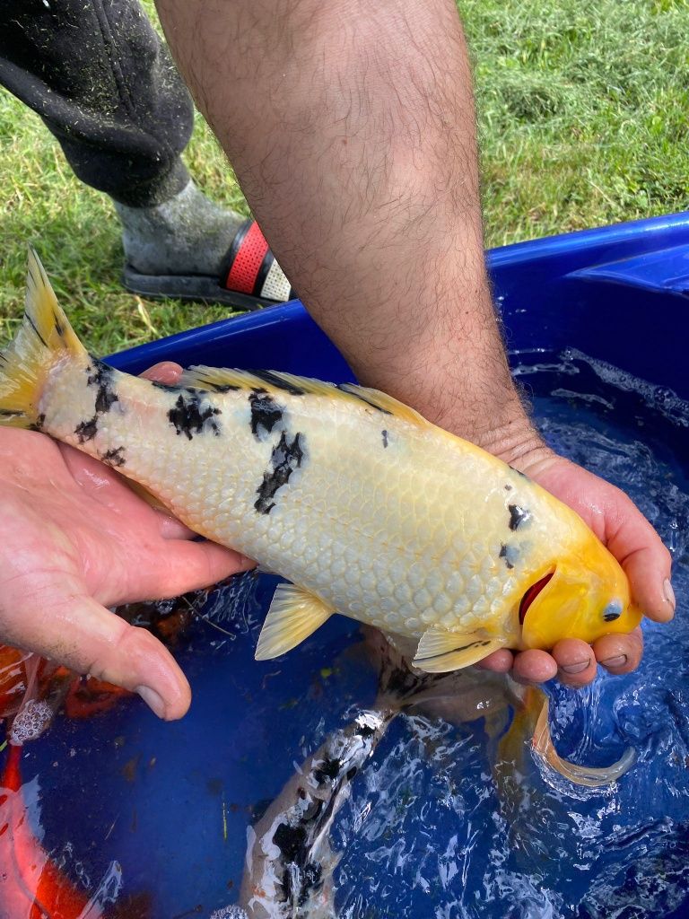 Crapi koi de vânzare