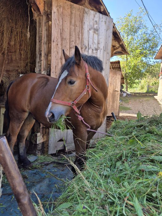 Mânz castrat de un an și 6 luni