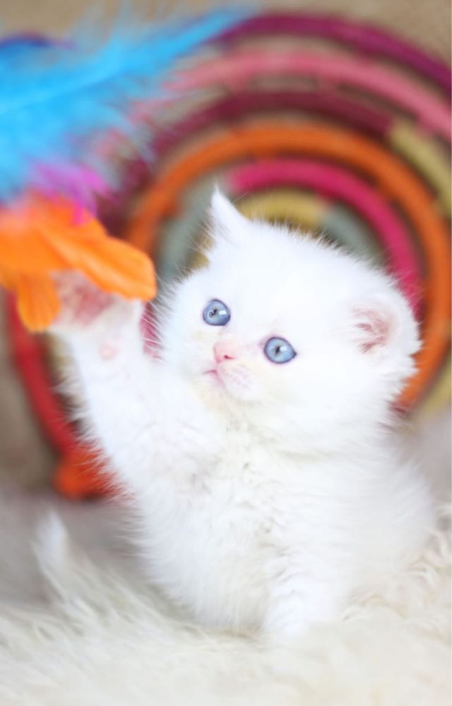 British shorthair white puiut
