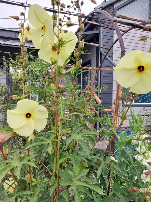 Продам садовые цветы