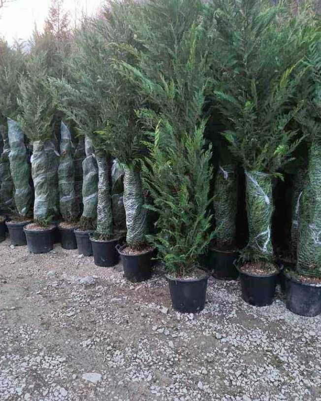 Leylandii Cupressocyparis Plante Pentru Gradina dumneavoastra