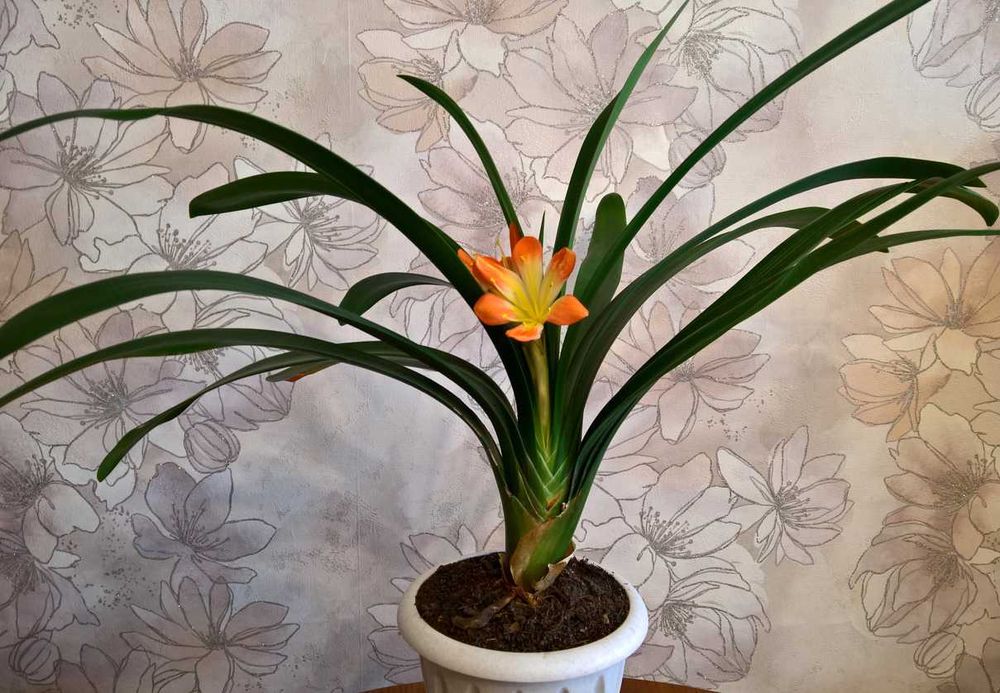 Кливия оранжевая