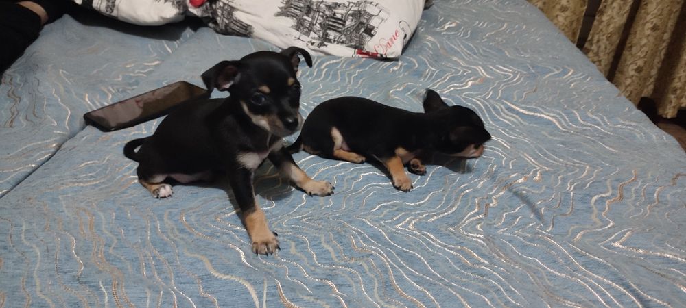 продам породистых щенят Той терьер