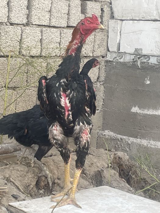 Dakan xoroz touq jojala sotiladi