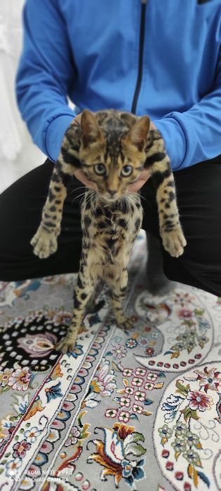 Bengal zotli mushuklar zotlari toza