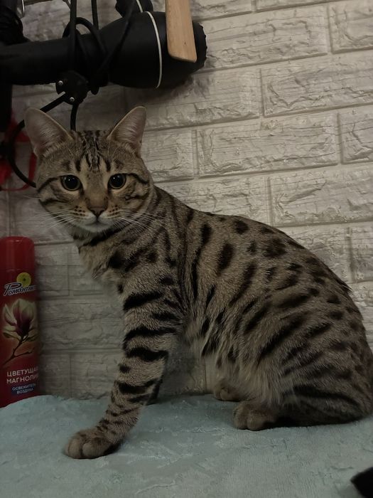 Продаётся Бенгальский кот